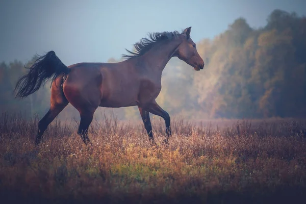 Залив лошади галопом на фоне деревьев осенью — стоковое фото