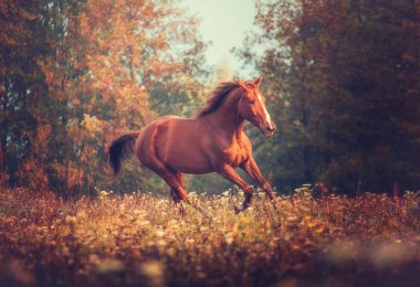 Kırmızı atı sonbaharda ağaçlar arka plan üzerinde dörtnala