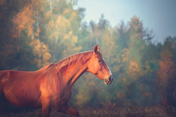 Portrait of red horse runs on the trees background in autumn — Stock Photo, Image