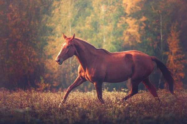 Красная лошадь скачет на фоне деревьев осенью — стоковое фото