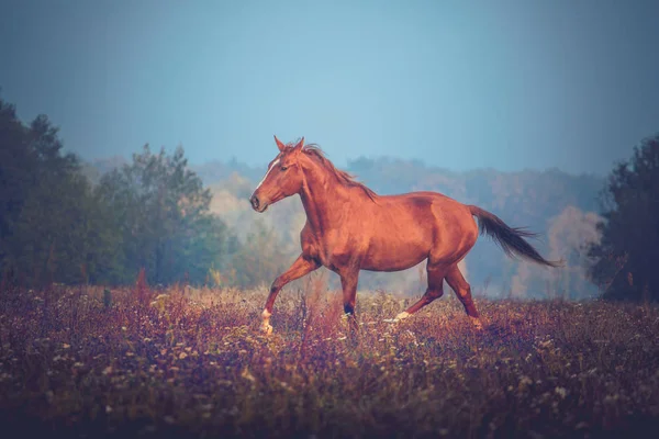 Cavallo rosso che trotta sullo sfondo degli alberi in autunno — Foto Stock