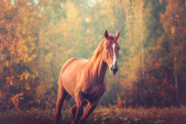 Портрет червоного коня біжить на фоні дерев восени — стокове фото