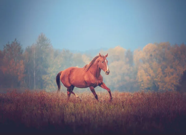 Червоний кінь на фоні дерев восени — стокове фото
