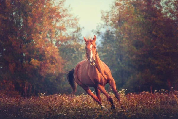 Red horse galloping on the trees background in autumn — Stock Photo, Image