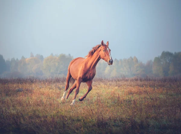 가 나무 배경에 급속도 붉은 말 — 스톡 사진