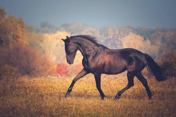Black horse galloping on the autumn nature background — Stock Photo, Image