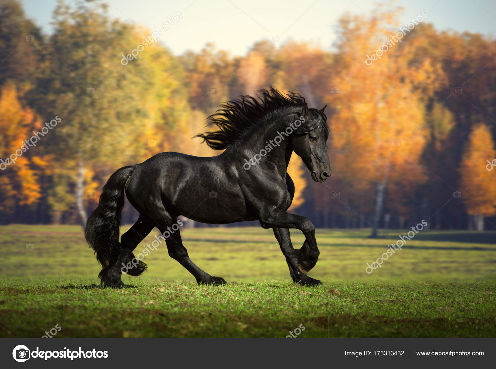 Cảnh ngựa đen chạy trong rừng đen thật hoang sơ, đầy bí ẩn và huyền ảo. Hãy xem hình ảnh liên quan để tận hưởng khung cảnh đẹp và cực kỳ kịch tính này.