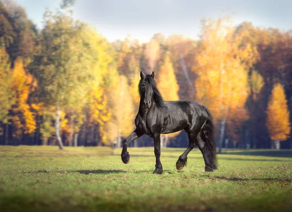 大きな黒いフリージアン馬が森の背景で実行されます。 — ストック写真