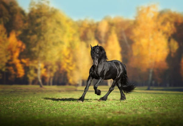 Grande cavalo preto frísio corre no fundo da floresta — Fotografia de Stock