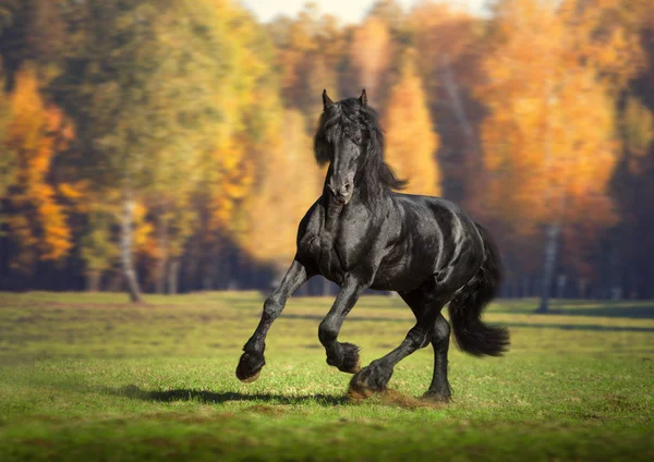 Grande cavalo preto corre no fundo da floresta — Fotografia de Stock