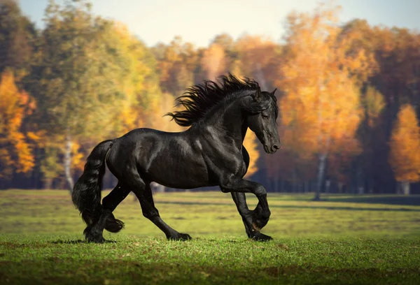 Grande cavalo preto corre no fundo da floresta — Fotografia de Stock