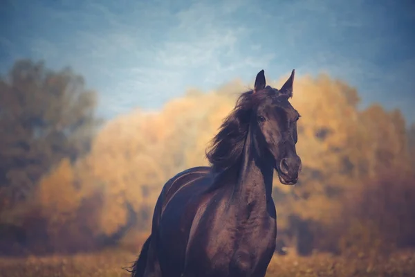 Retrato de caballo negro sobre el fondo amarillo de otoño y cielo azul —  Fotos de Stock