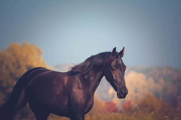 Portrét z černého koně na žlutý podzim a modrá obloha pozadí — Stock fotografie