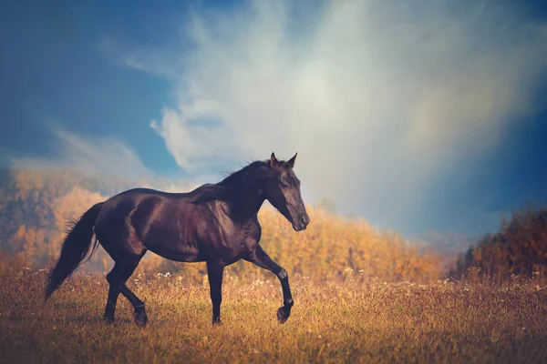 Чорний кінь на деревах і фоні неба восени — стокове фото