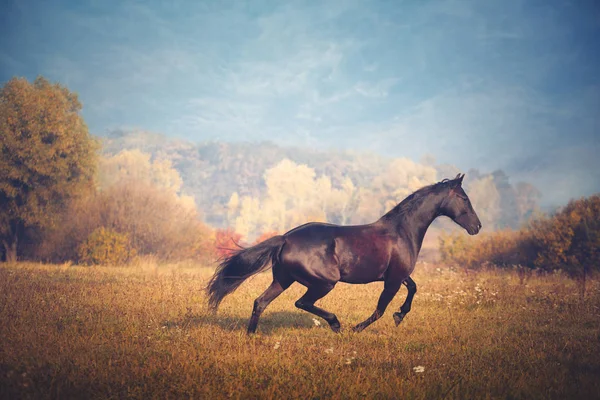 Czarny koń galopujący na drzewach i tle niebo jesienią — Zdjęcie stockowe