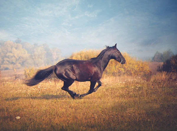 Μαύρο άλογο που καλπάζει σχετικά με τα δέντρα και το φόντο του ουρανού το φθινόπωρο — Φωτογραφία Αρχείου