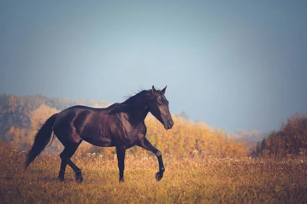 Black horse galloping on the trees and sky background in autumn — Stock Photo, Image