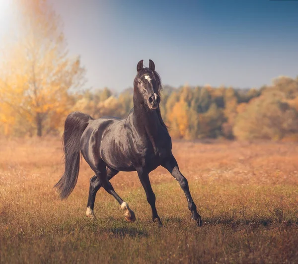 Cavalo árabe preto corre sobre as árvores e fundo do céu no outono — Fotografia de Stock