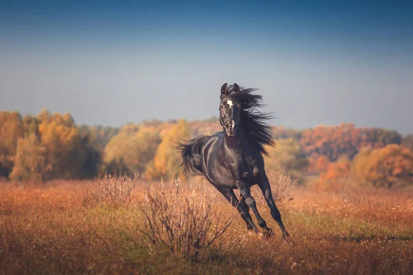 Cavalo árabe preto corre sobre as árvores e fundo do céu no outono — Fotografia de Stock