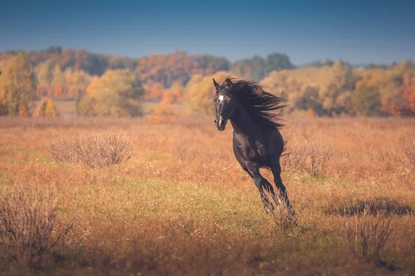 Чорні Арабські коні працює на дерева і небо фон восени — стокове фото
