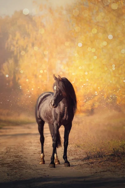 Caballo árabe negro se encuentra en la carretera en el fondo de los árboles amarillos en otoño — Foto de Stock