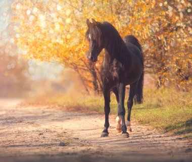 Sonbaharda yolun ağaçlar ve gökyüzü arka plan üzerinde siyah Arap atı duruyor