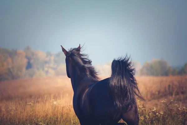 Caballo árabe negro corre sobre el fondo del cielo en otoño — Foto de Stock