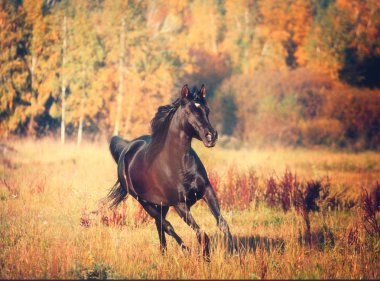 Siyah Arap atı sonbaharda ağaçlar ve gökyüzü arka plan üzerinde çalışır