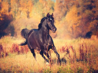 Siyah Arap atı sonbaharda ağaçlar ve gökyüzü arka plan üzerinde çalışır