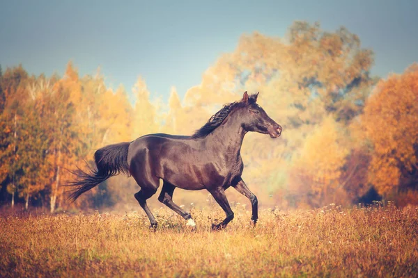 Cavalo árabe preto corre sobre as árvores e fundo do céu no outono — Fotografia de Stock