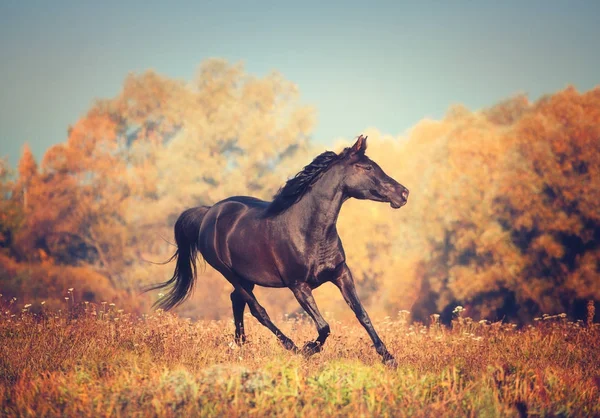 Czarny koń arabski działa na drzewach i na tle nieba jesienią — Zdjęcie stockowe