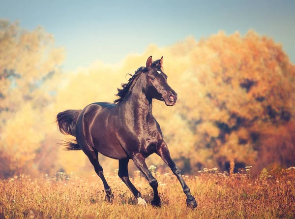 Zwarte Arabische paard loopt op de bomen en de hemelachtergrond in de herfst — Stockfoto