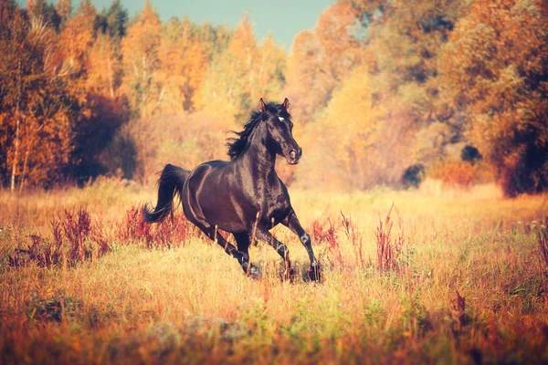 Caballo árabe negro corre sobre los árboles y el fondo del cielo en otoño —  Fotos de Stock