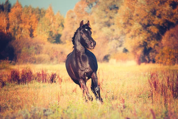 Чорні Арабські коні працює на дерева і небо фон восени — стокове фото