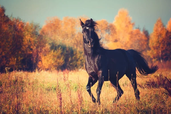 Cheval arabe noir court sur les arbres et le ciel en arrière-plan en automne — Photo