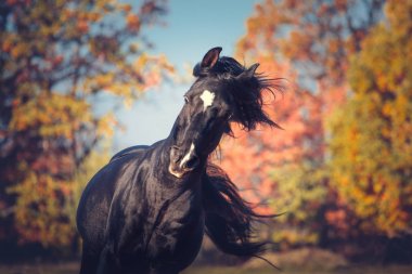 Sonbahar arkadaki siyah ifade Arap aygırı portresi