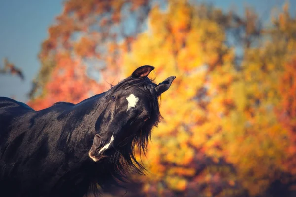 Retrato de semental árabe expresivo negro en la espalda de otoño —  Fotos de Stock