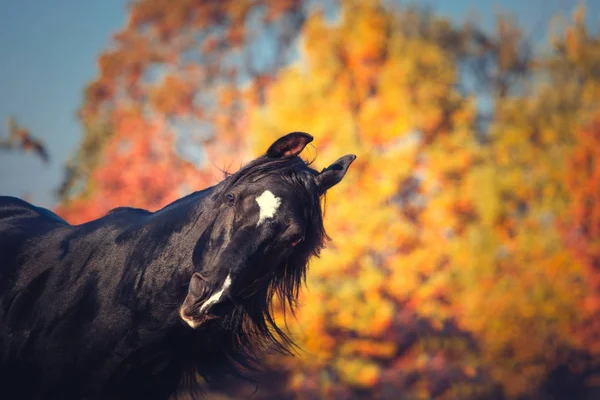 Portret van zwarte expressieve Arabische hengst herfst achterop — Stockfoto