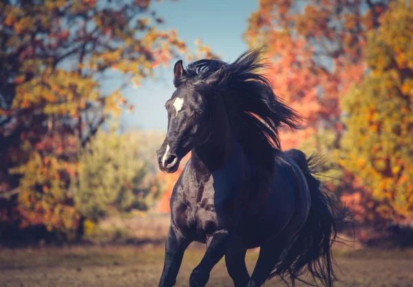 Portret van zwarte expressieve Arabische hengst herfst achterop — Stockfoto