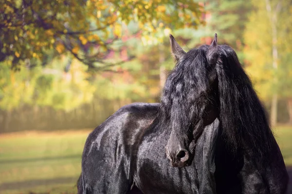 Portrait of the black Friesian horse on the autumn nature backgr — Stock Photo, Image