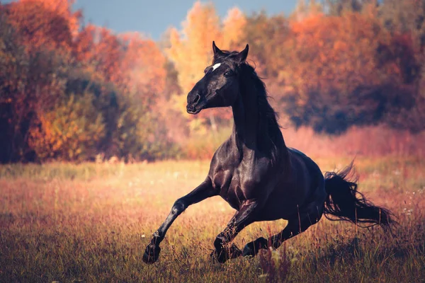 Svart häst galopperar på höstens natur bakgrunden — Stockfoto