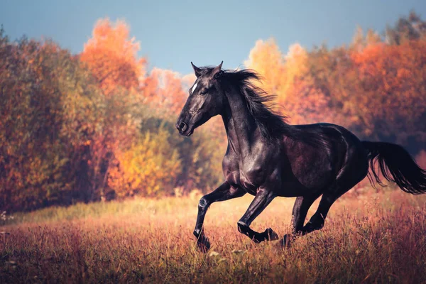 Black horse galloping on the autumn nature background — Stock Photo, Image