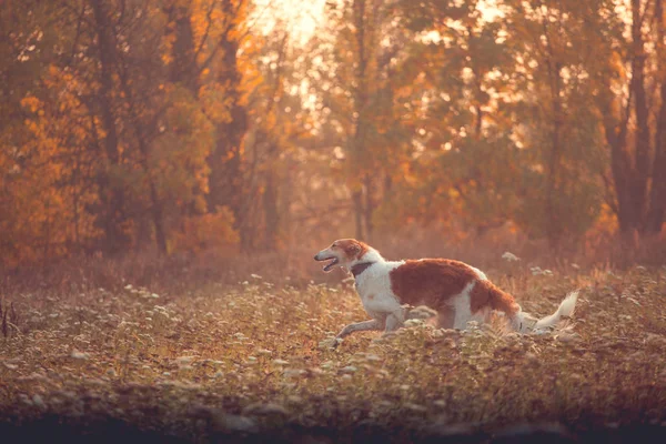 Κυνήγι Σκύλοs Breed Ρωσική Μπορζόϊ Τρέχει Προς Εμπρός Φθινοπωρινό Φόντο — Φωτογραφία Αρχείου
