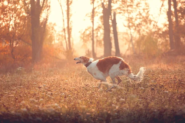 Ryska borzoi går framåt — Stockfoto