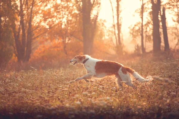 Orosz borzoi fut előre — Stock Fotó