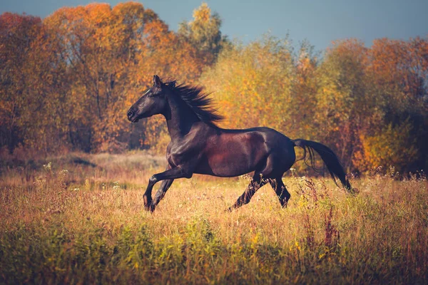 Czarny koń galopujący na jesień natura tło — Zdjęcie stockowe