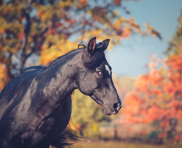 Porträtt av svart uttrycksfulla Arabian stallion på hösten bakgrunden — Stockfoto