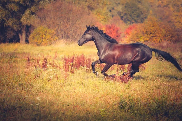 秋の自然の背景に疾走黒馬 — ストック写真