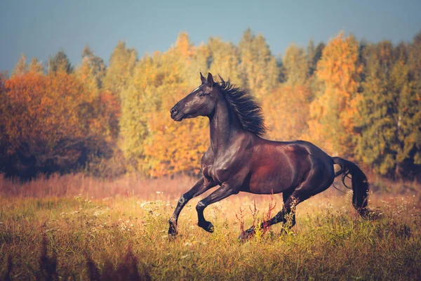 Black horse galloping on the autumn nature background — Stock Photo, Image