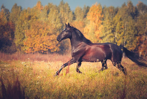 Svart häst galopperar på höstens natur bakgrunden — Stockfoto